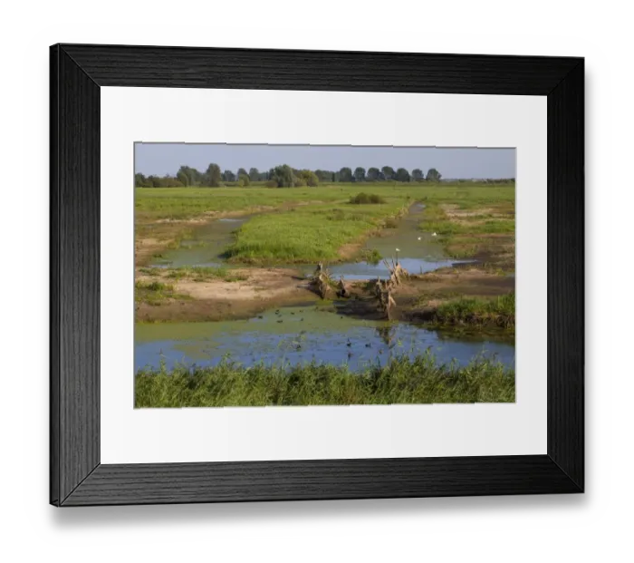 Framed Print : View across wetland nature reserve, RSPB Ouse Washes, Cambridgeshire, England, September
