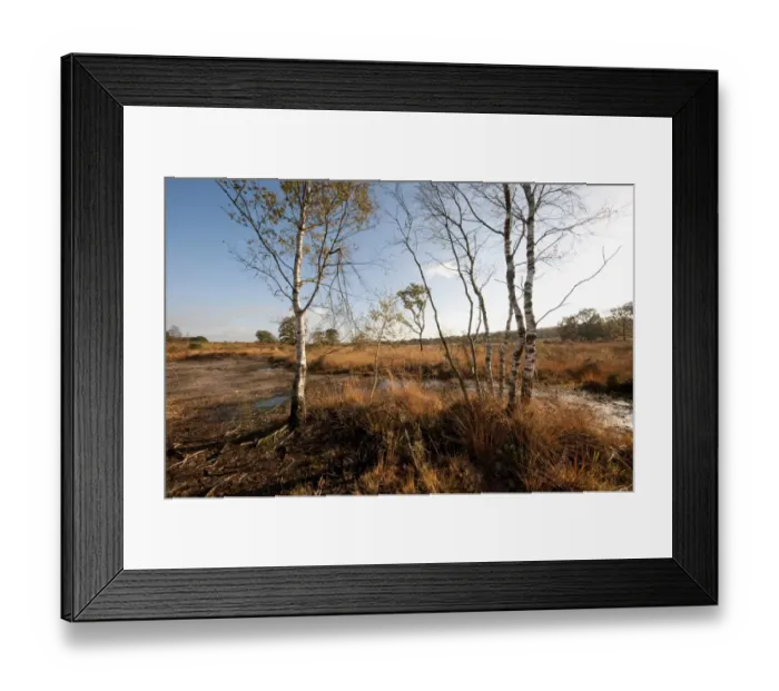 Framed Print : View of heathland habitat, Buxton Heath Nature Reserve, Norfolk, England, November Framed Print : View of heathland habitat, Buxton Heath Nature Reserve, Norfolk, England, November