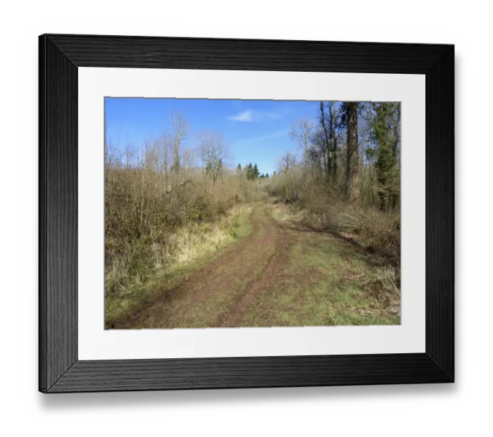 Framed Print : Track through woodland habitat, Highnam Woods RSPB Reserve, Gloucestershire, England, March Framed Print : Track through woodland habitat, Highnam Woods RSPB Reserve, Gloucestershire, England, March