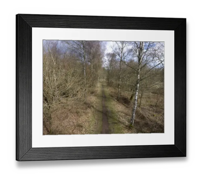 Framed Print : Pathway through deciduous woodland habitat, Nagshead RSPB Reserve, Forest of Dean, Gloucestershire, England, March Framed Print : Pathway through deciduous woodland habitat, Nagshead RSPB Reserve, Forest of Dean, Gloucestershire, England, March