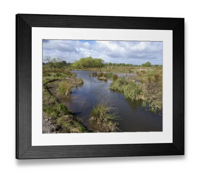 Framed Print : View of freshwater marshland habitat, Doxey Marshes, Staffordshire Wildlife Trust Reserve, Staffordshire, England, May