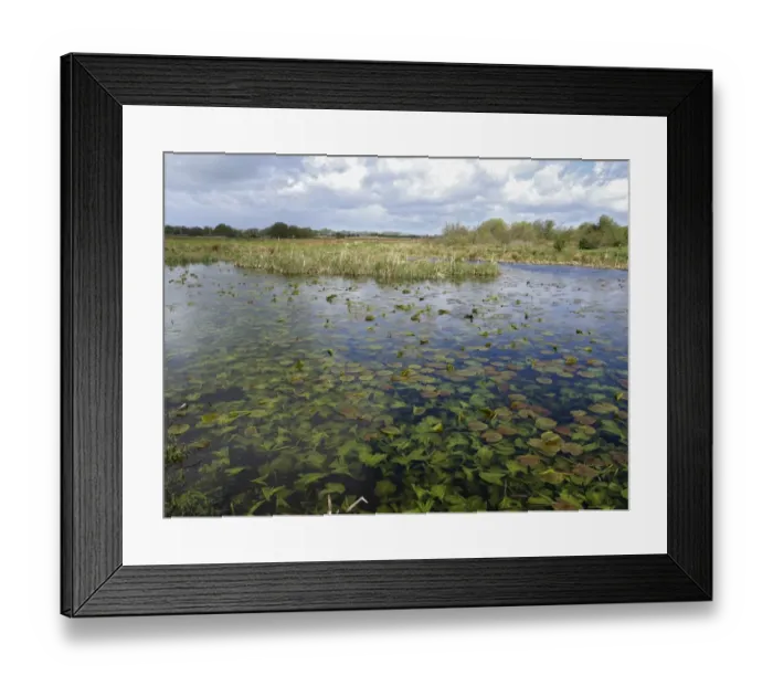 Framed Print : View of freshwater marshland habitat with waterlily leaves in pool, Doxey Marshes Framed Print : View of freshwater marshland habitat with waterlily leaves in pool, Doxey Marshes