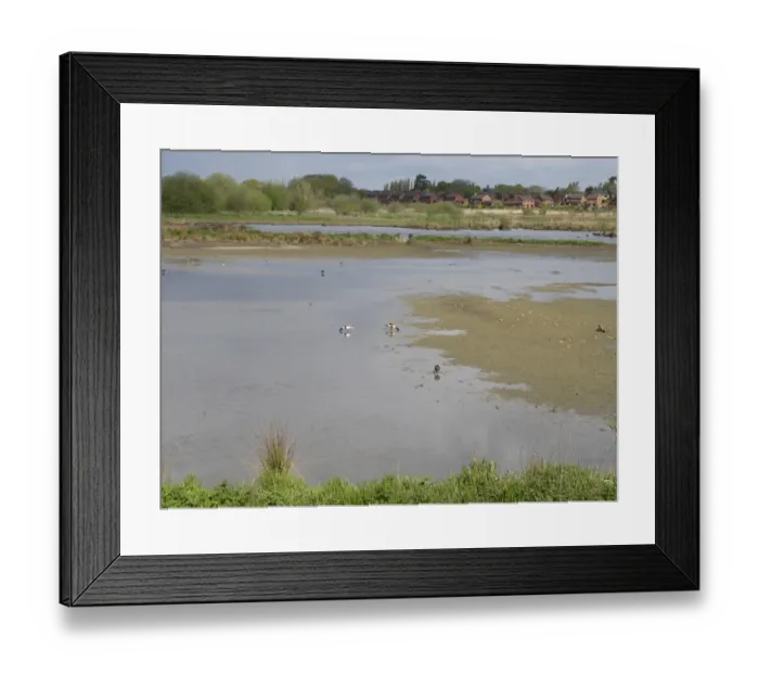 Framed Print : View of freshwater marshland habitat with housing estate in background, Doxey Marshes Framed Print : View of freshwater marshland habitat with housing estate in background, Doxey Marshes