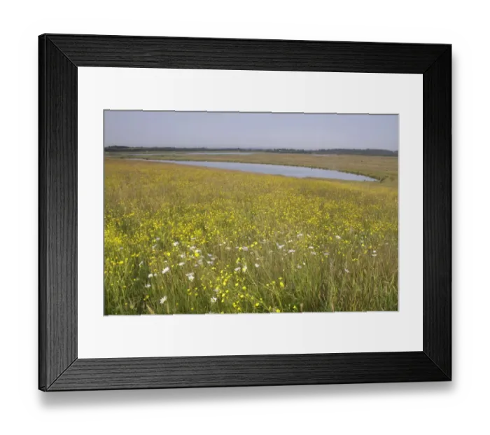 Framed Print : View of wildflower meadow with flowering Meadow Buttercup (Ranunculus acris) and Oxeye Daisy (Leucanthemum vulgare) Framed Print : View of wildflower meadow with flowering Meadow Buttercup (Ranunculus acris) and Oxeye Daisy (Leucanthemum vulgare)