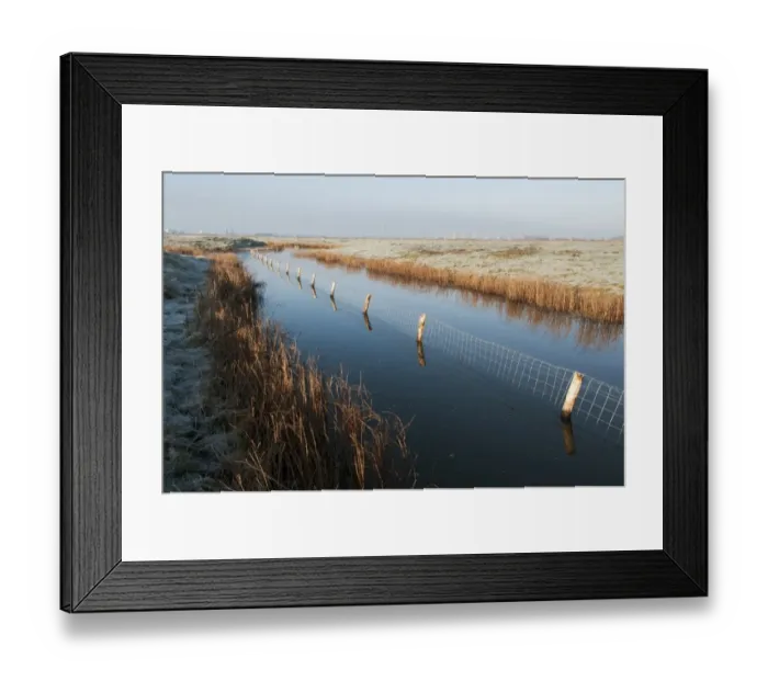Framed Print : Predator control fence on reserve, Elmley Marshes N. N. R. North Kent Marshes, Isle of Sheppey, Kent, England, March
