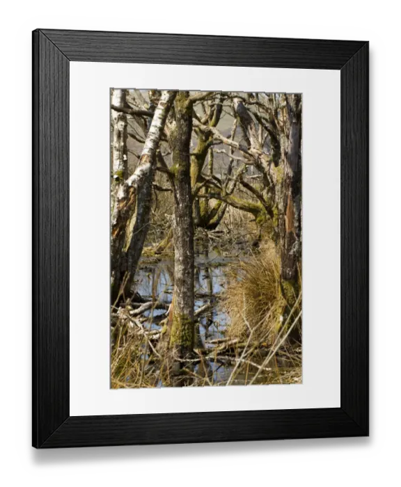 Framed Print : Dead trees in wetland at edge of raised bog habitat, Ynys-hir RSPB Reserve, Ceredigion, Wales, April Framed Print : Dead trees in wetland at edge of raised bog habitat, Ynys-hir RSPB Reserve, Ceredigion, Wales, April