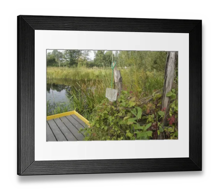 Framed Print : Pond dipping platform and net beside pool, Fairburn Ings RSPB Nature Reserve, West Yorkshire, England, September Framed Print : Pond dipping platform and net beside pool, Fairburn Ings RSPB Nature Reserve, West Yorkshire, England, September