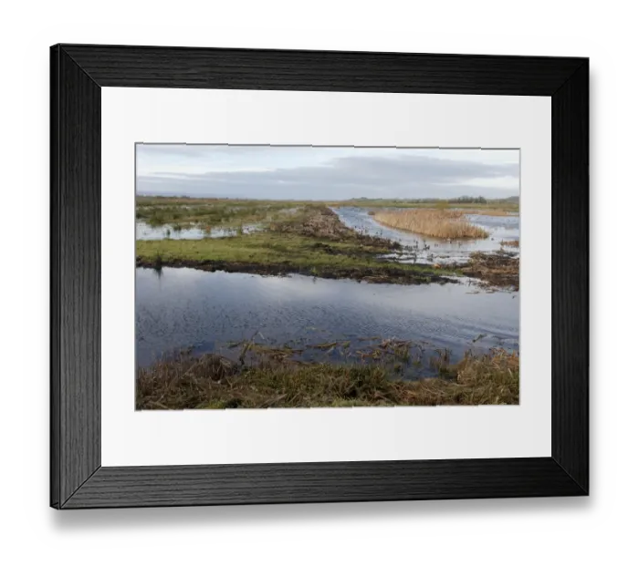 Framed Print : View of flooded floodplain grassland and wetland habitat, Greylake RSPB Reserve, Somerset Levels, Somerset, England Framed Print : View of flooded floodplain grassland and wetland habitat, Greylake RSPB Reserve, Somerset Levels, Somerset, England