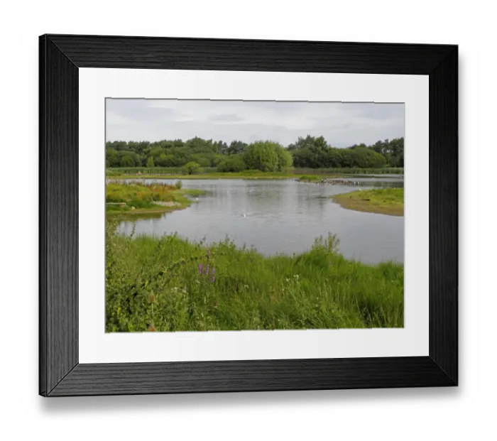 Framed Print : View of freshwater pool habitat, Venus Pool Nature Reserve, Shropshire, England, September Framed Print : View of freshwater pool habitat, Venus Pool Nature Reserve, Shropshire, England, September