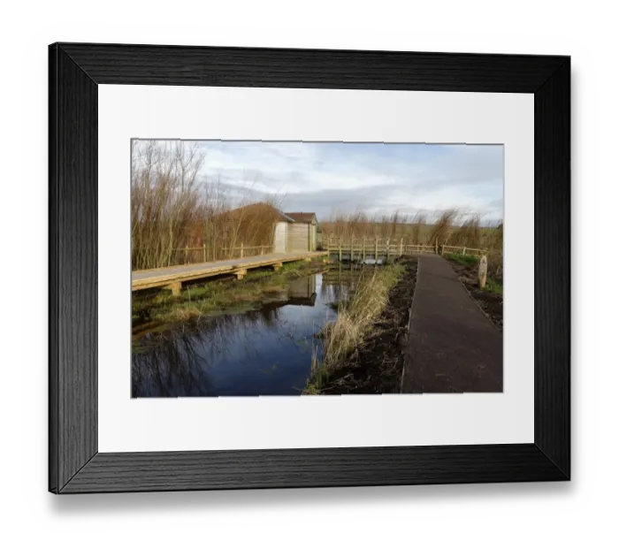 Framed Print : Path, boardwalk and birdwatching hide in floodplain grassland and wetland habitat, Greylake RSPB Reserve Framed Print : Path, boardwalk and birdwatching hide in floodplain grassland and wetland habitat, Greylake RSPB Reserve