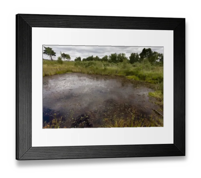 Framed Print : Pond in heathland habitat, Chobham Common N. N. R. Surrey, England, August Framed Print : Pond in heathland habitat, Chobham Common N. N. R. Surrey, England, August