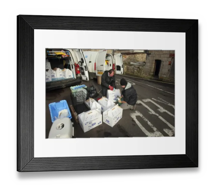 Framed Print : Seabird rescue, contaminated Common Guillemot (Uria aalge) being collected by RSPCA officer and loaded into van Framed Print : Seabird rescue, contaminated Common Guillemot (Uria aalge) being collected by RSPCA officer and loaded into van