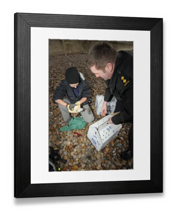 Framed Print : Seabird rescue, contaminated Common Guillemot (Uria aalge) being collected by RSPCA officer on beach Framed Print : Seabird rescue, contaminated Common Guillemot (Uria aalge) being collected by RSPCA officer on beach