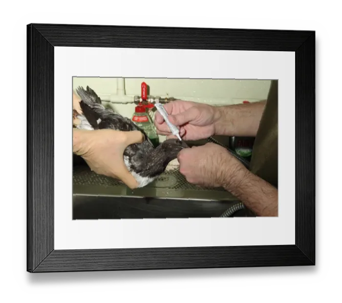 Framed Print : Seabird rescue, contaminated Common Guillemot (Uria aalge) being cleaned and having cream applied to eyes by people Framed Print : Seabird rescue, contaminated Common Guillemot (Uria aalge) being cleaned and having cream applied to eyes by people