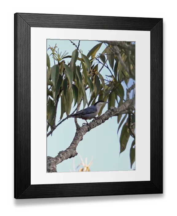 Framed Print : Giant Nuthatch (Sitta magna magna) adult, perched on branch, Doi Lang, Doi Pha Hom Pok N. P Framed Print : Giant Nuthatch (Sitta magna magna) adult, perched on branch, Doi Lang, Doi Pha Hom Pok N. P