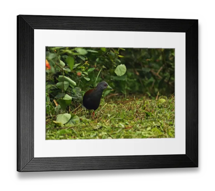 Framed Print : Black-tailed Crake (Porzana bicolor) adult, walking on short grass at dusk, Doi Inthanon N. P Framed Print : Black-tailed Crake (Porzana bicolor) adult, walking on short grass at dusk, Doi Inthanon N. P