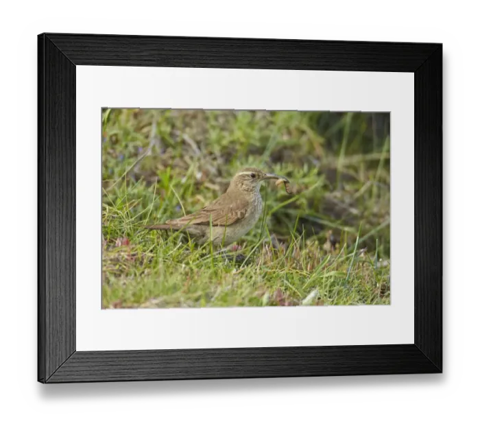 Framed Print : Scaly-throated Earthcreeper (Upucerthia dumetaria) adult, feeding on grub, Torres del Paine N. P