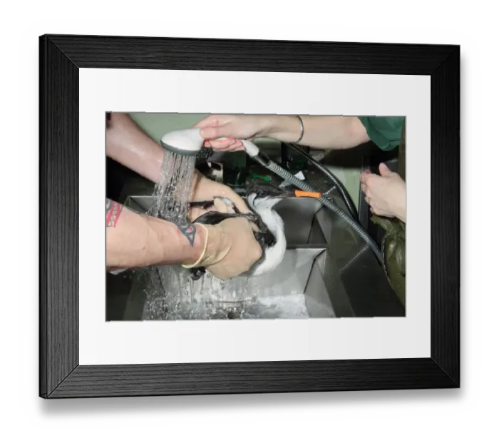 Framed Print : Seabird rescue, contaminated Common Guillemot (Uria aalge) being cleaned by people Framed Print : Seabird rescue, contaminated Common Guillemot (Uria aalge) being cleaned by people