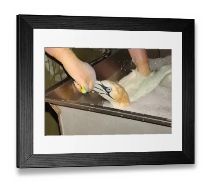 Framed Print : Seabird rescue, contaminated Northern Gannet (Morus bassanus) adult, being cleaned by person Framed Print : Seabird rescue, contaminated Northern Gannet (Morus bassanus) adult, being cleaned by person