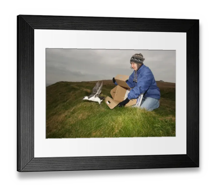 Framed Print : Seabird rescue, cleaned Common Guillemot (Uria aalge) adult, winter plumage Framed Print : Seabird rescue, cleaned Common Guillemot (Uria aalge) adult, winter plumage
