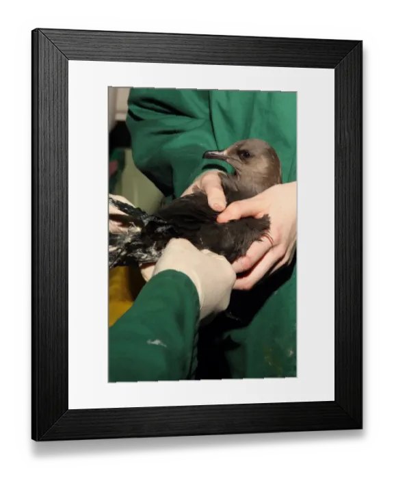Framed Print : Seabird rescue, contaminated Arctic Skua (Stercorarius parasiticus) dark phase, adult, being treated Framed Print : Seabird rescue, contaminated Arctic Skua (Stercorarius parasiticus) dark phase, adult, being treated