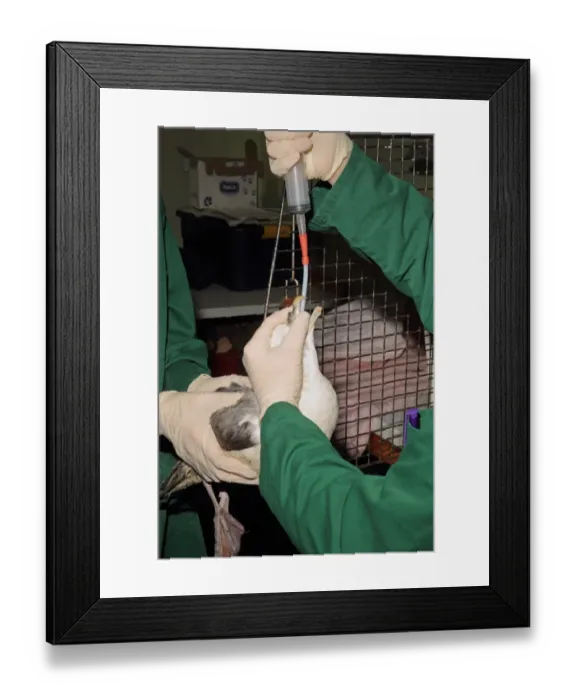 Framed Print : Seabird rescue, contaminated Northern Fulmar (Fulmarus glacialis) adult, being tube fed by people