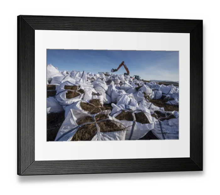 Framed Print : Heather cut and bagged for transport to Kinder Scout, Peak District, to protect and re-seed areas of bare soil Framed Print : Heather cut and bagged for transport to Kinder Scout, Peak District, to protect and re-seed areas of bare soil