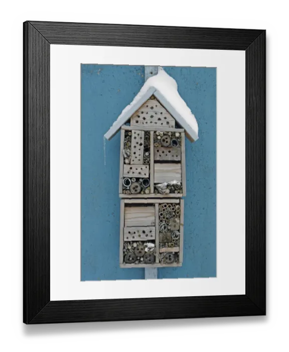 Framed Print : Snow covered insect hotel built to attract solitary bees, fixed to shed in garden, Bacton, Suffolk, England, March Framed Print : Snow covered insect hotel built to attract solitary bees, fixed to shed in garden, Bacton, Suffolk, England, March