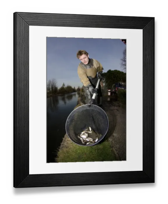 Framed Print : Man rescuing fish after run-off water from fire-fighting operation reduced oxygen levels in canal Framed Print : Man rescuing fish after run-off water from fire-fighting operation reduced oxygen levels in canal
