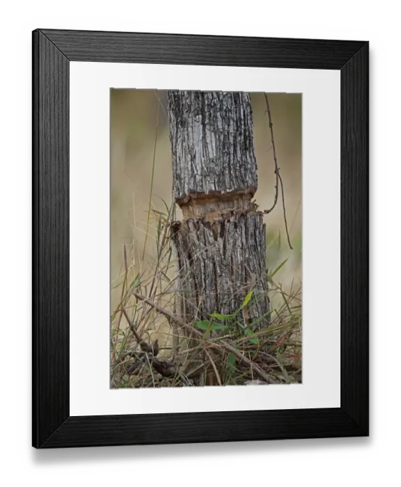 Framed Print : Ring-barking tree to clear forest for agriculture, Prey Veng, Cambodia, January Framed Print : Ring-barking tree to clear forest for agriculture, Prey Veng, Cambodia, January