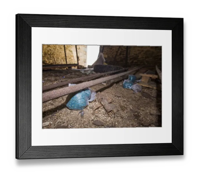 Framed Print : Rat poison irresponsibly placed without cover providing danger to children and animals in farm building, Whitewell Framed Print : Rat poison irresponsibly placed without cover providing danger to children and animals in farm building, Whitewell