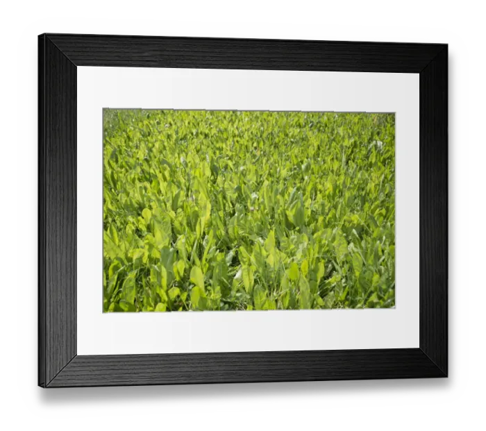 Framed Print : Common Chicory (Cichorium intybus) crop, growing in field, Lincolnshire, England, August