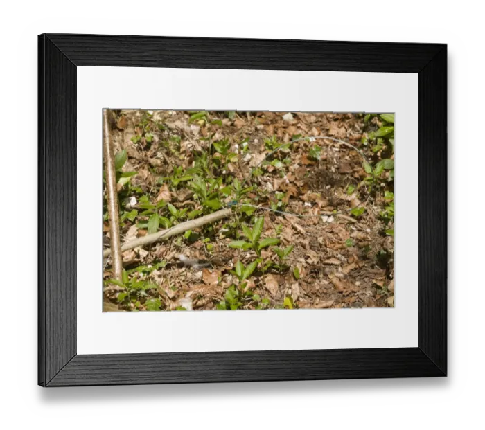 Framed Print : Noose trap set in woodland used for pheasant rearing, Dorset, England, May Framed Print : Noose trap set in woodland used for pheasant rearing, Dorset, England, May