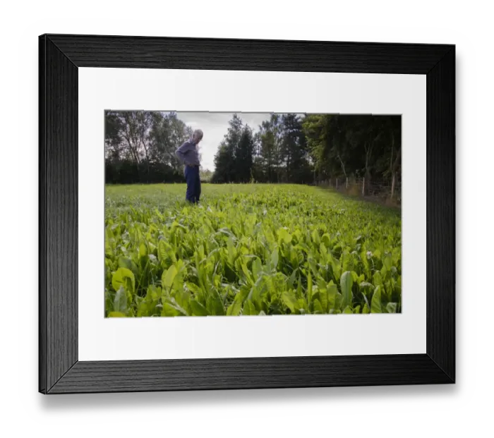 Framed Print : Common Chicory (Cichorium intybus) crop, growing in field with farmer inspecting plants, Lincolnshire, England, August