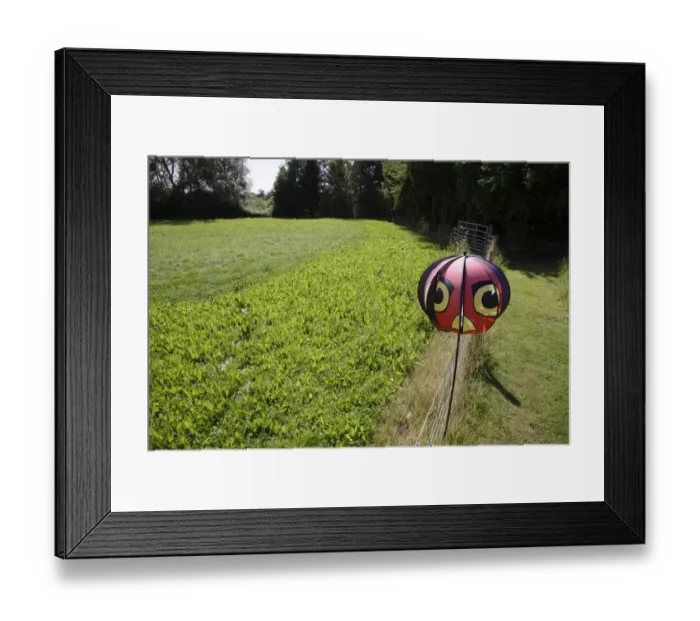 Framed Print : Common Chicory (Cichorium intybus) crop, growing in field with birdscarer, Lincolnshire, England, August Framed Print : Common Chicory (Cichorium intybus) crop, growing in field with birdscarer, Lincolnshire, England, August