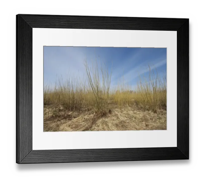 Framed Print : Biomass crop, Willow (Salix sp. ) coppice, Vastergotland, Sweden, spring