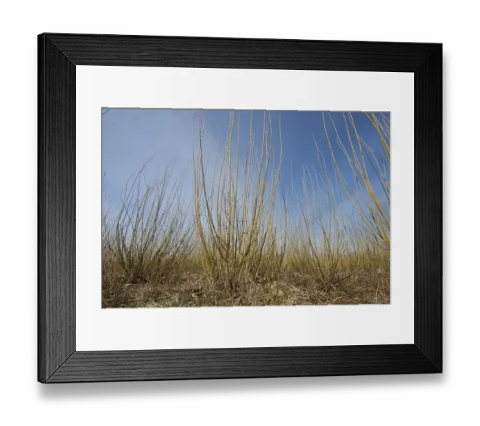 Framed Print : Biomass crop, Willow (Salix sp. ) coppice, Vastergotland, Sweden, spring