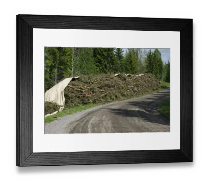 Framed Print : Biomass crop, felled conifer trees used as bio-energy, Sweden, may Framed Print : Biomass crop, felled conifer trees used as bio-energy, Sweden, may