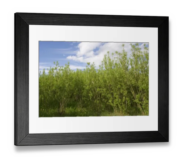 Framed Print : Biomass crop, Willow (Salix sp. ) coppice, Sweden, june Framed Print : Biomass crop, Willow (Salix sp. ) coppice, Sweden, june