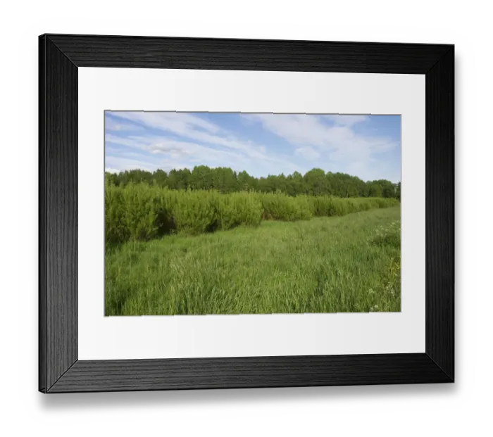 Framed Print : Biomass crop, Willow (Salix sp. ) coppice, Sweden, june Framed Print : Biomass crop, Willow (Salix sp. ) coppice, Sweden, june
