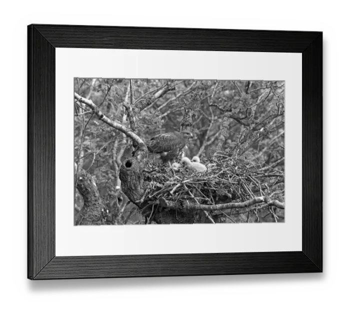 Framed Print : Buzzard at nest with chick who are 21 and 19 days old - Doldowlod, Wales, 1938. TAken by Eric Hosking Framed Print : Buzzard at nest with chick who are 21 and 19 days old - Doldowlod, Wales, 1938. TAken by Eric Hosking