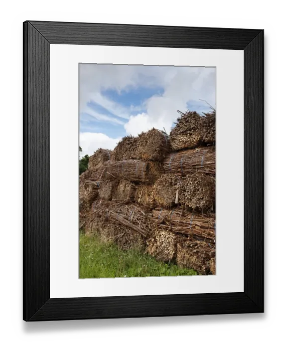Framed Print : Biomass crop, stack of willow bundles after being harvested for bio-fuel, Cumbria, England, August Framed Print : Biomass crop, stack of willow bundles after being harvested for bio-fuel, Cumbria, England, August
