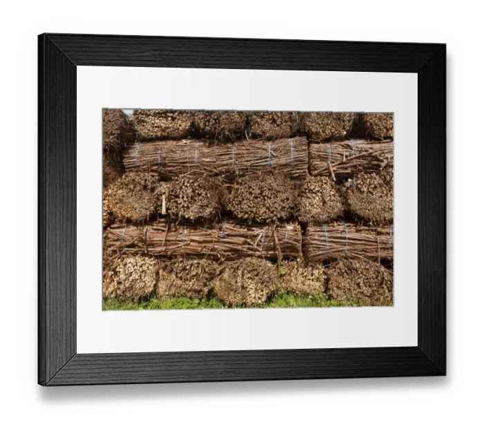 Framed Print : Biomass crop, stack of willow bundles after being harvested for bio-fuel, Cumbria, England, August Framed Print : Biomass crop, stack of willow bundles after being harvested for bio-fuel, Cumbria, England, August