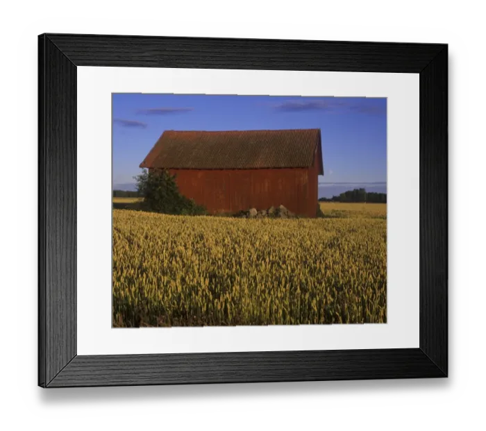 Framed Print : Barn in wheat field and moon, Sweden Framed Print : Barn in wheat field and moon, Sweden