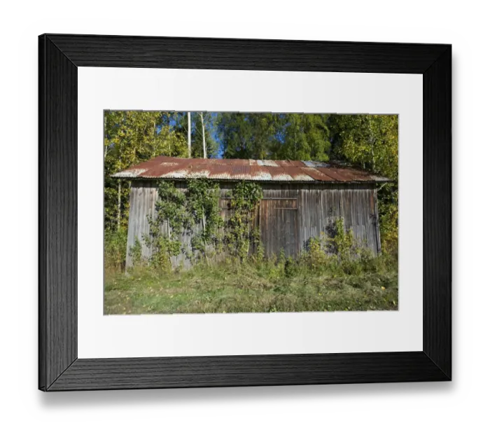 Framed Print : Overgrown disused wooden barn with rusty corrugated iron roof, Sweden, september Framed Print : Overgrown disused wooden barn with rusty corrugated iron roof, Sweden, september