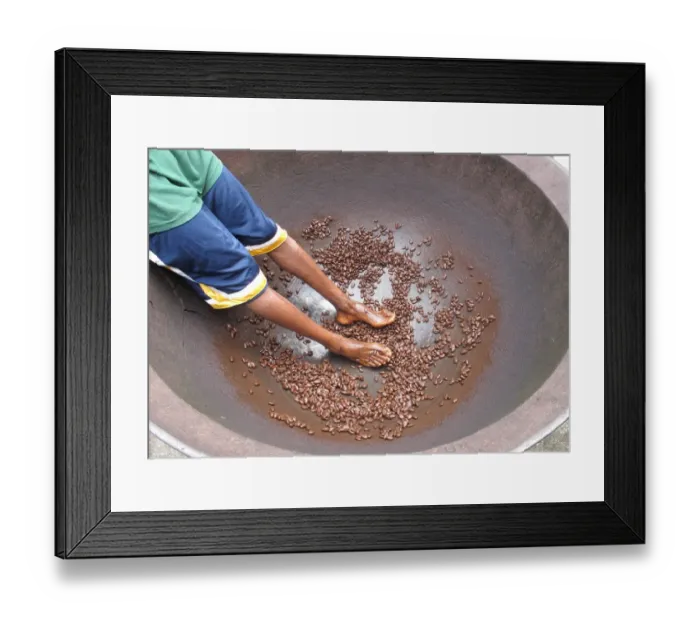 Framed Print : Cocoa (Theobroma cacao) crop, beans in large bowl after coating in cocoa dance by worker, Fond Doux Plantation, St Framed Print : Cocoa (Theobroma cacao) crop, beans in large bowl after coating in cocoa dance by worker, Fond Doux Plantation, St