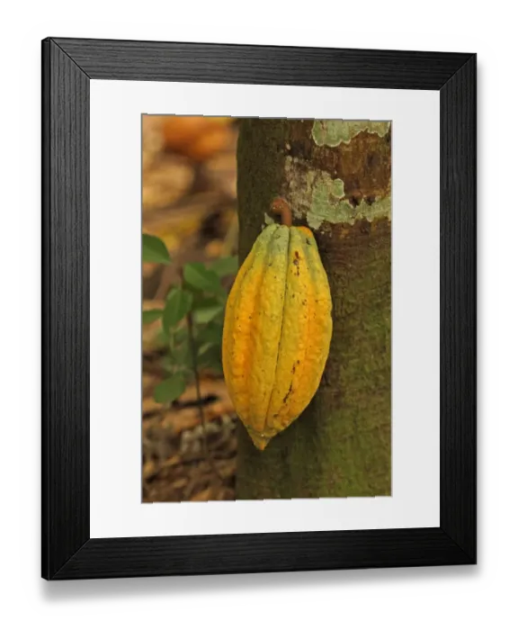 Framed Print : Cocoa (Theobroma cacao) crop, close-up of pod, growing on tree, Fond Doux Plantation, St Framed Print : Cocoa (Theobroma cacao) crop, close-up of pod, growing on tree, Fond Doux Plantation, St