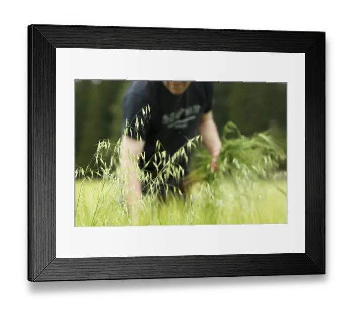 Framed Print : Farmer pulling Wild Oats (Avena sp. ) weeds from unripe Barley (Hordeum vulgare) crop, Sweden Framed Print : Farmer pulling Wild Oats (Avena sp. ) weeds from unripe Barley (Hordeum vulgare) crop, Sweden