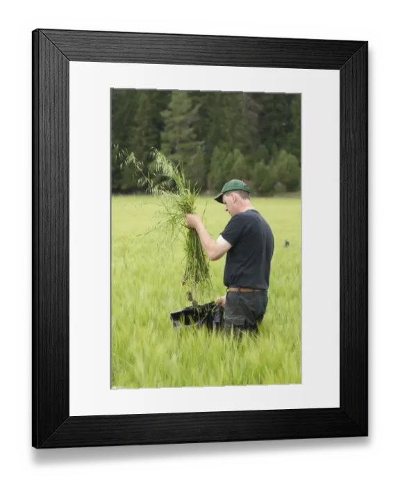 Framed Print : Farmer pulling Wild Oats (Avena sp. ) weeds from unripe Barley (Hordeum vulgare) crop, Sweden Framed Print : Farmer pulling Wild Oats (Avena sp. ) weeds from unripe Barley (Hordeum vulgare) crop, Sweden