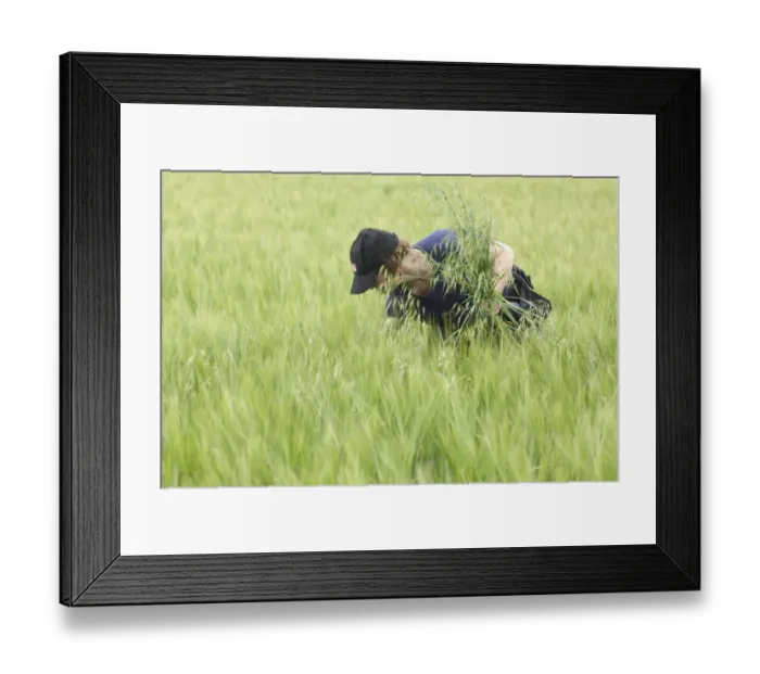 Framed Print : Farmer pulling Wild Oats (Avena sp. ) weeds from unripe Barley (Hordeum vulgare) crop, Sweden Framed Print : Farmer pulling Wild Oats (Avena sp. ) weeds from unripe Barley (Hordeum vulgare) crop, Sweden